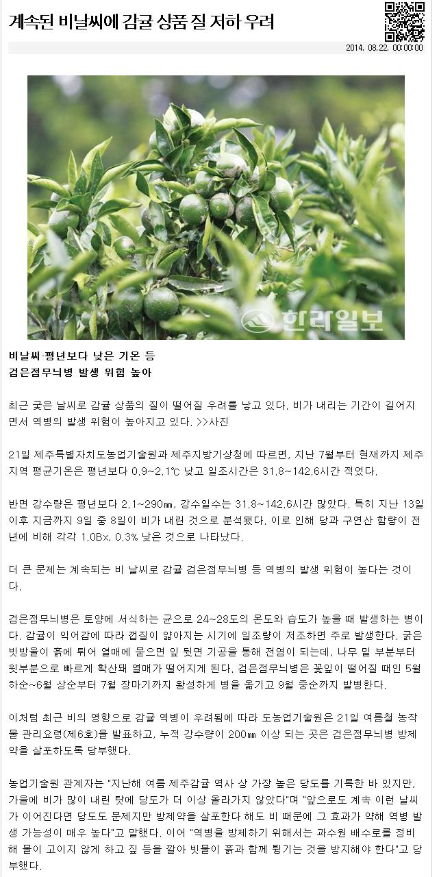 계속된 비날씨에 감귤 상품 질 저하 우려