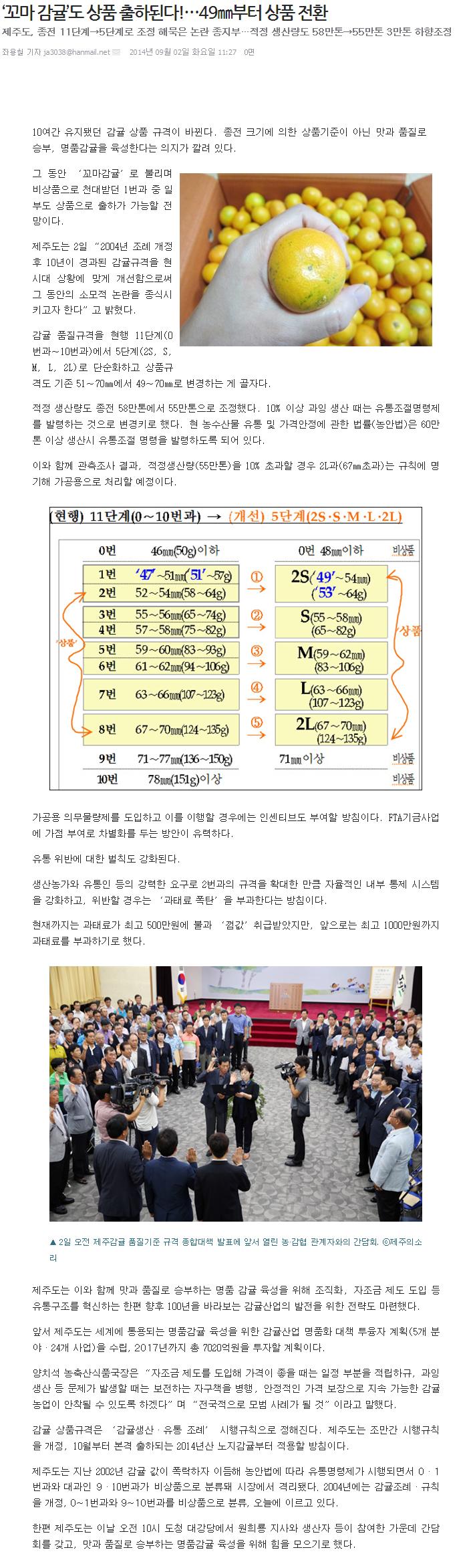 '꼬마 감귤'도 상품 출하된다!...49mm상품 전환