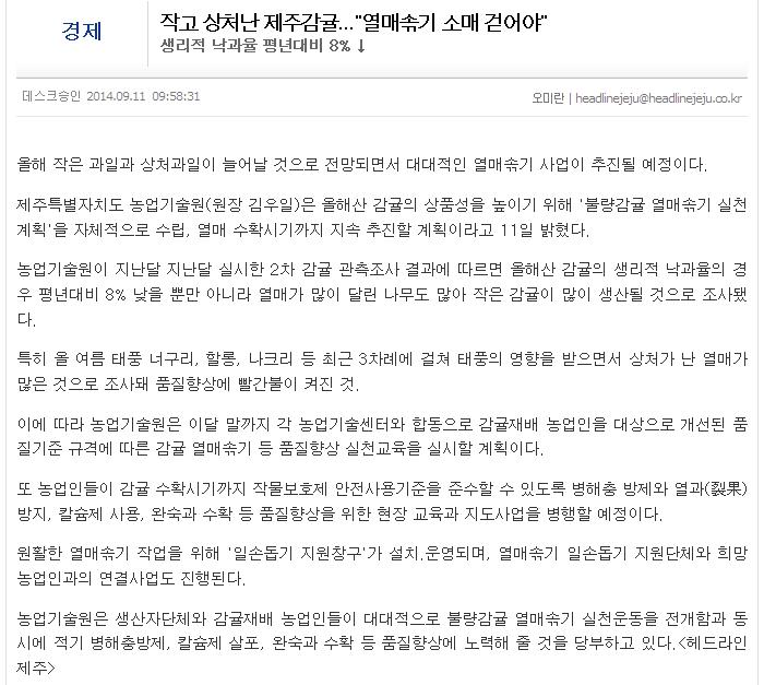 작고 상처난 제주감귤...