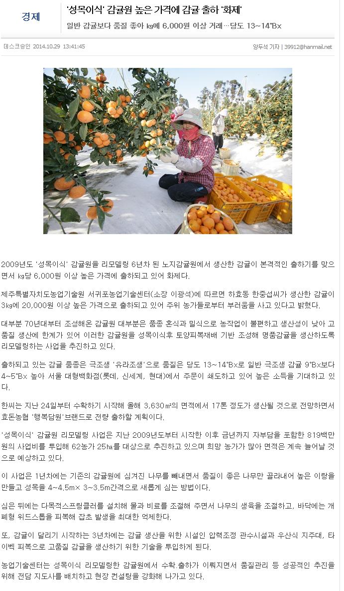 '성목이식' 감귤원 높은 가격에 감귤 출하 '화제'