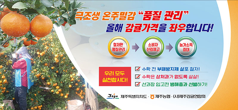 극조생 온주밀감 
