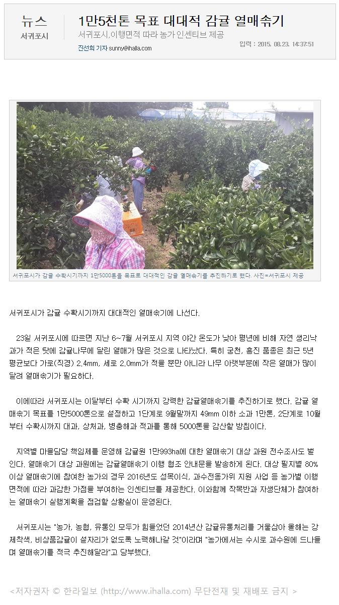 1만5천톤 목표 대대적 감귤 열매솎기