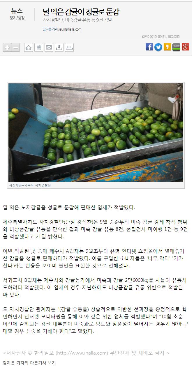 덜 익은 감귤이 청귤로 둔갑