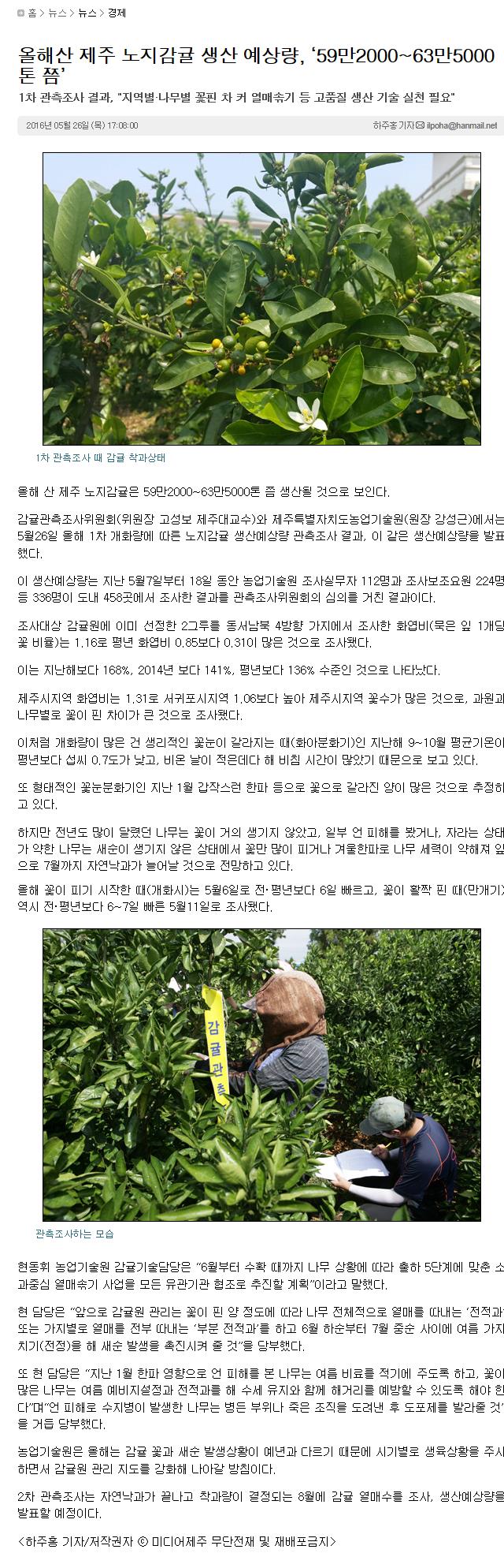 올해산 제주 노지감귤 생산 예상량 '59만2000 - 63만5000톤 쯤