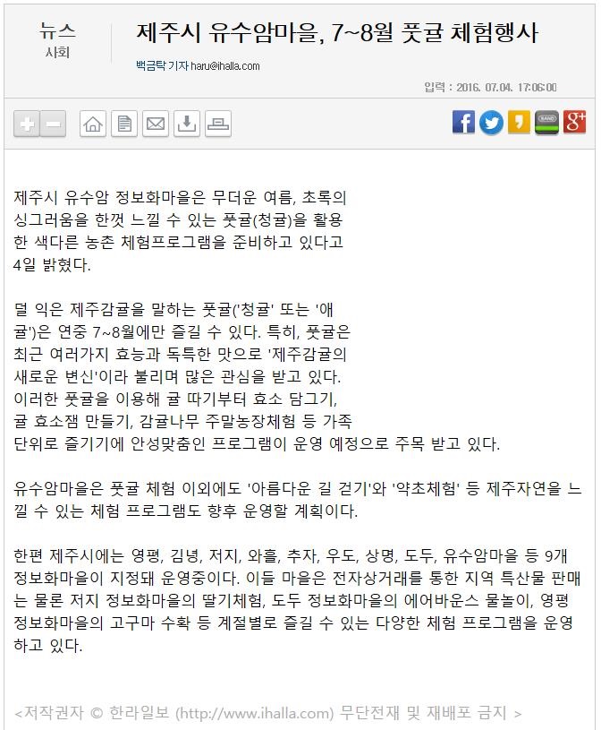 제주시 유수암마을, 7-8월 풋귤 체험행사