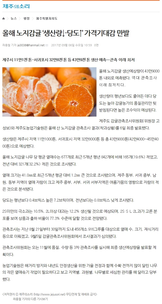 올해노지감귤 '생산량↓-당도↑' 가격기대감 만발