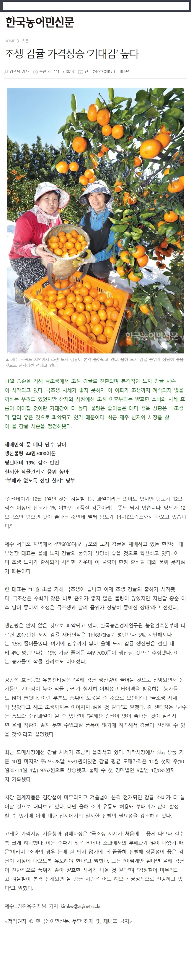 조생감귤 가격상승