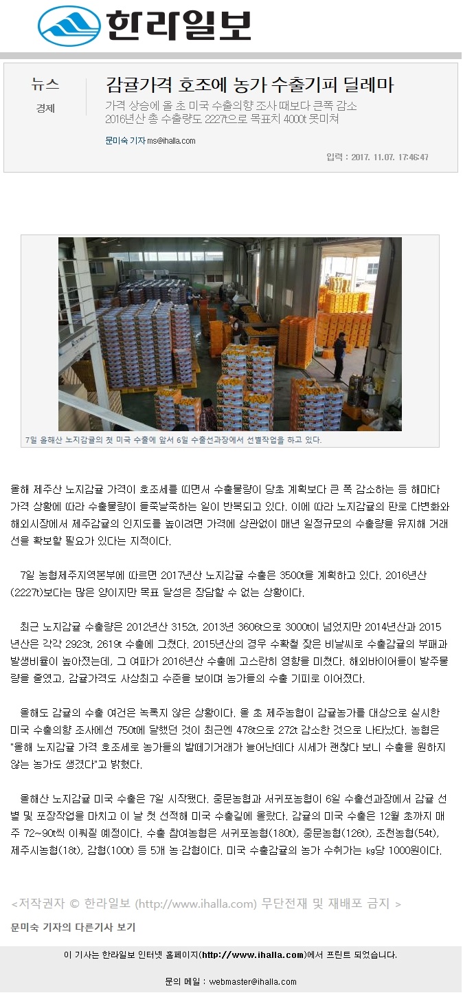 감귤가격 호조에 농가 수출기피 딜레마