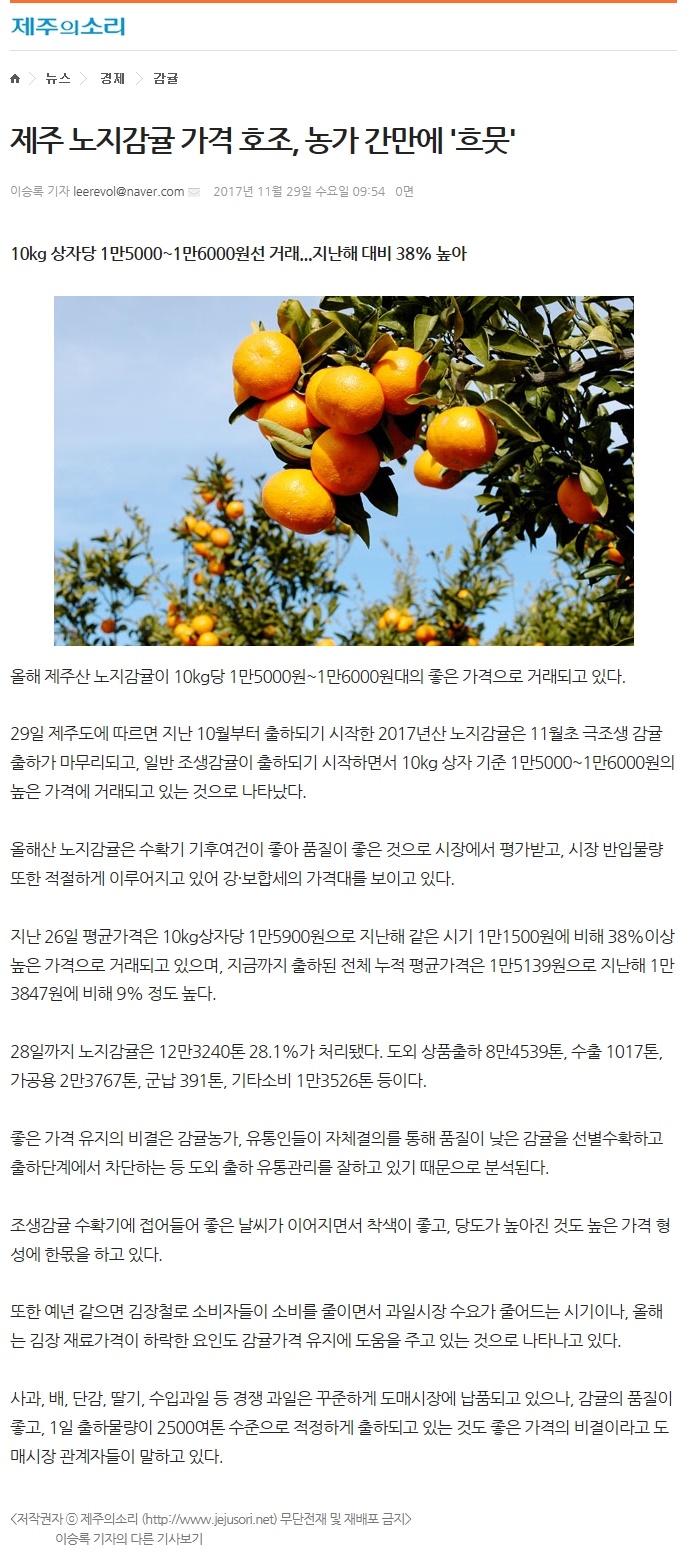 제주 노지감귤 가격 호조, 농가 간만에 흐믓
