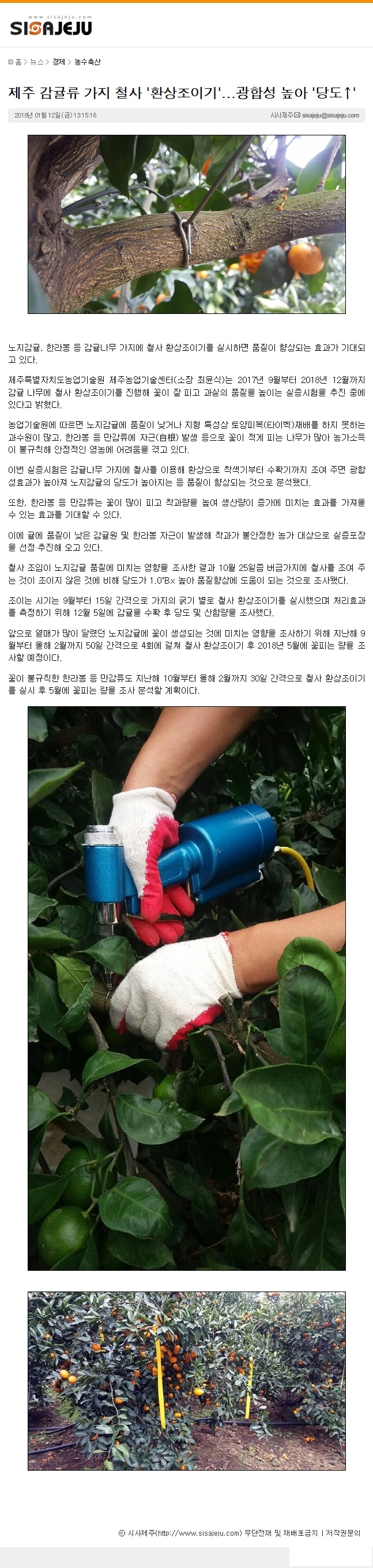 제주감귤류 가지 철사 '환상조이기'...'광합성 높아 '당도↑'