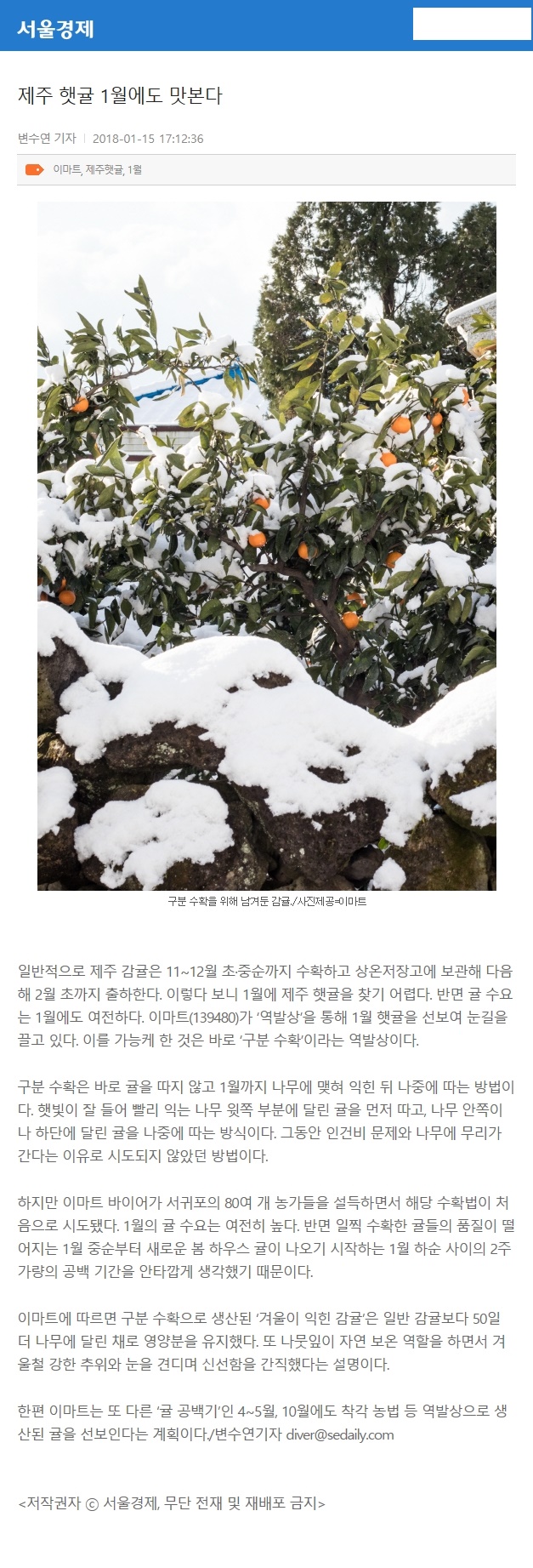 제주 햇귤 1월에도 맛본다
