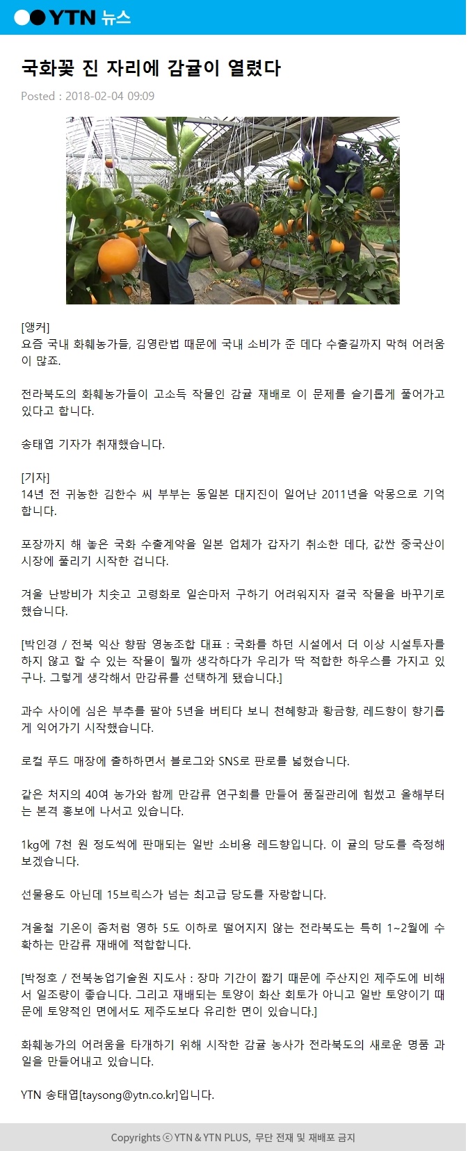 국화꽃 진 자리에 감귤이 열렸다.
