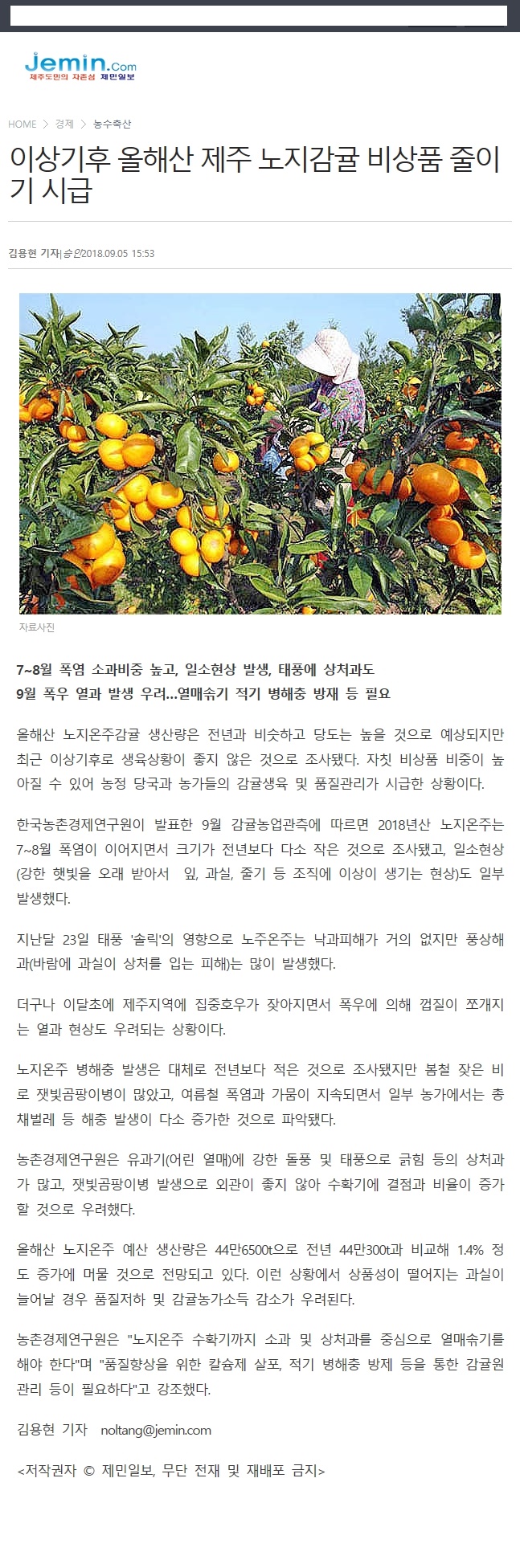 이상기후 올해산 제주 노지감귤 비상품 줄이기 시급