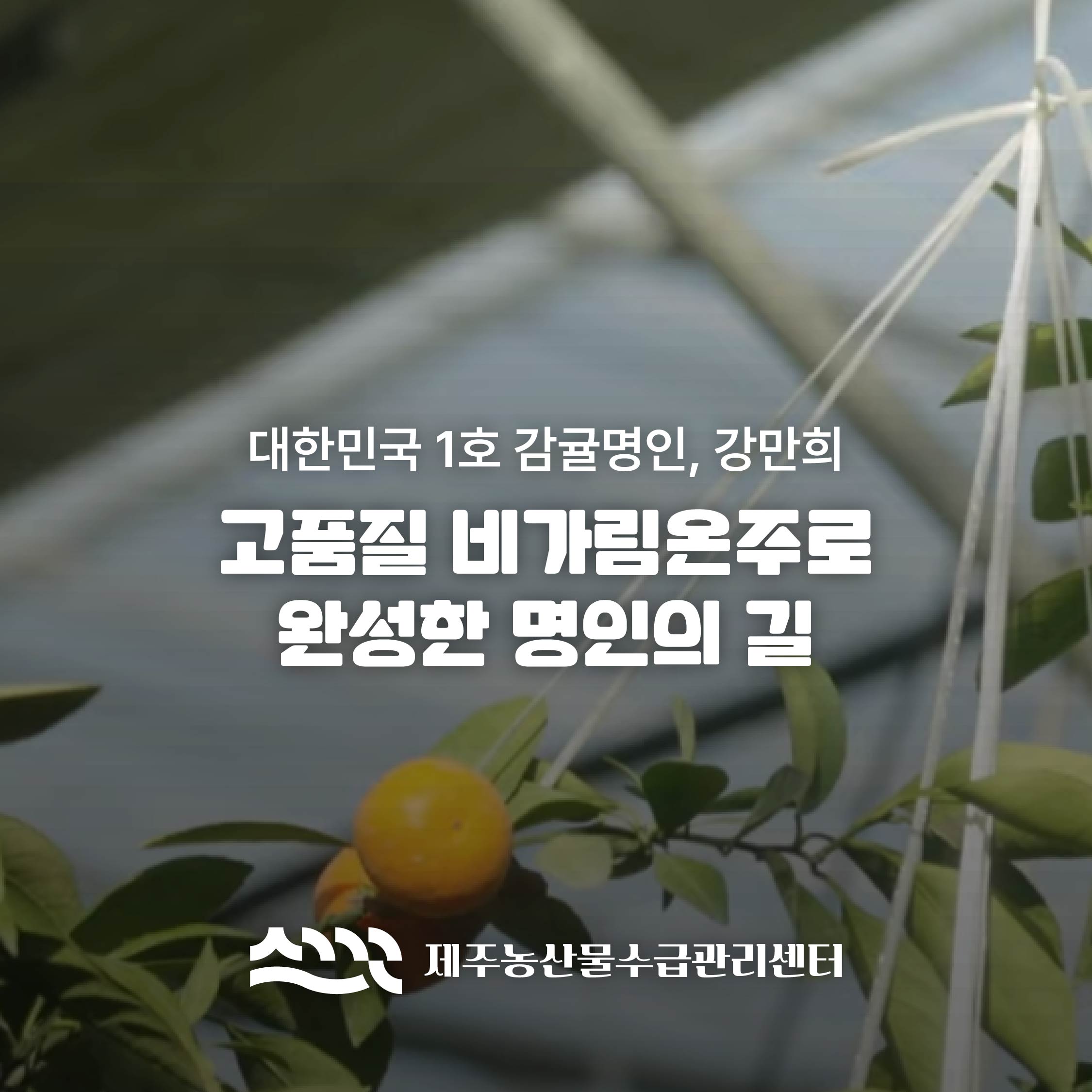 [강만희 명인]고품질 비가림온주로 완성한 명인의 길