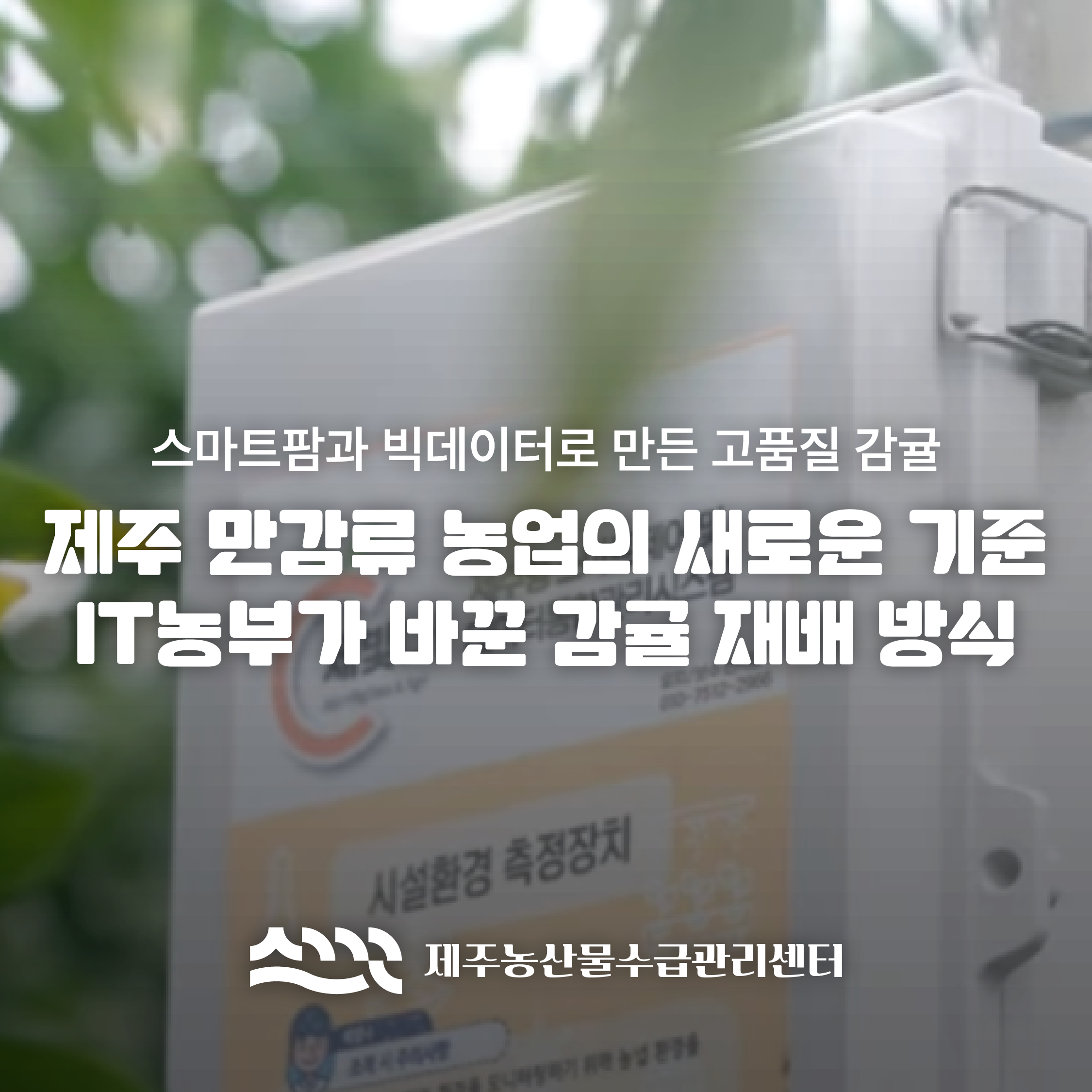 [김종우 명인]스마트팜과 빅데이터를 활용한 고품질 감귤 생산