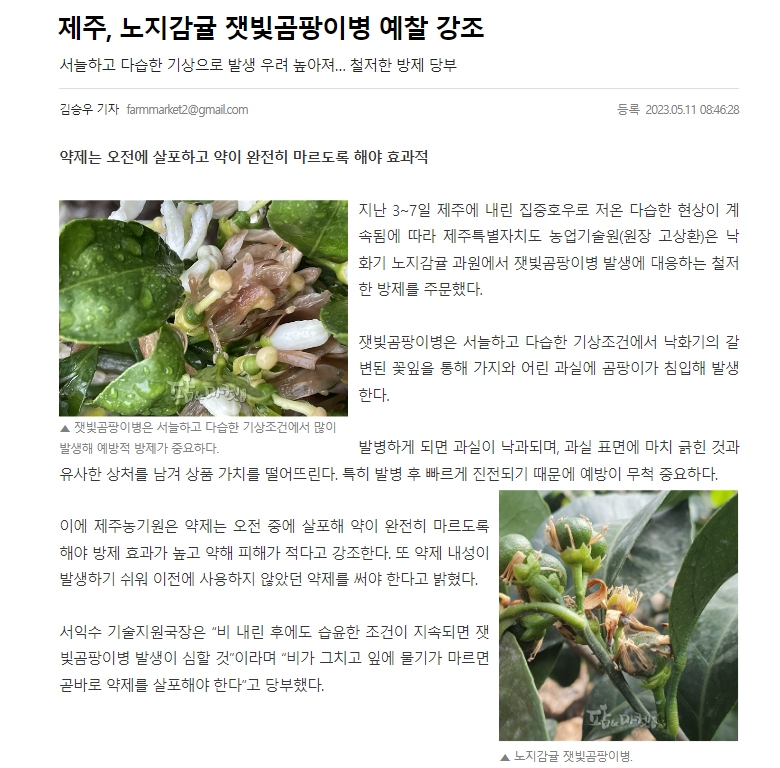 제주, 노지감귤 잿빛곰팡이병 예찰 강조