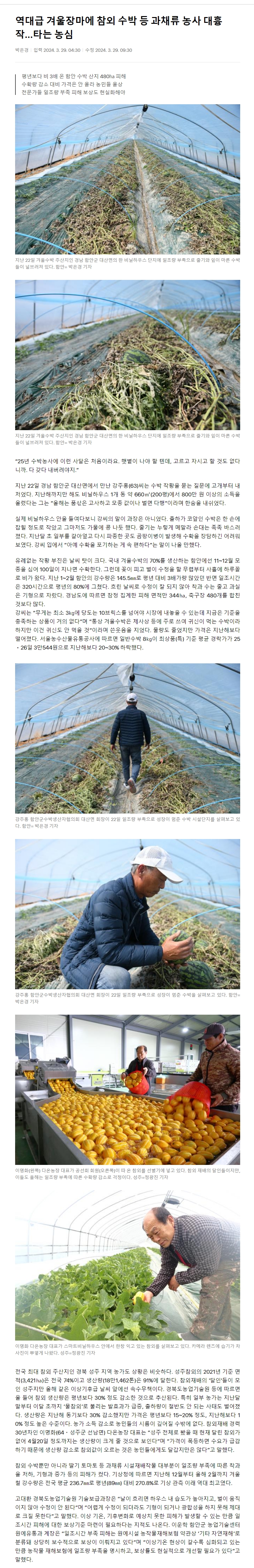 역대급 겨울장마에 참외 수박 등 과채류 농사 대흉작...타는 농심