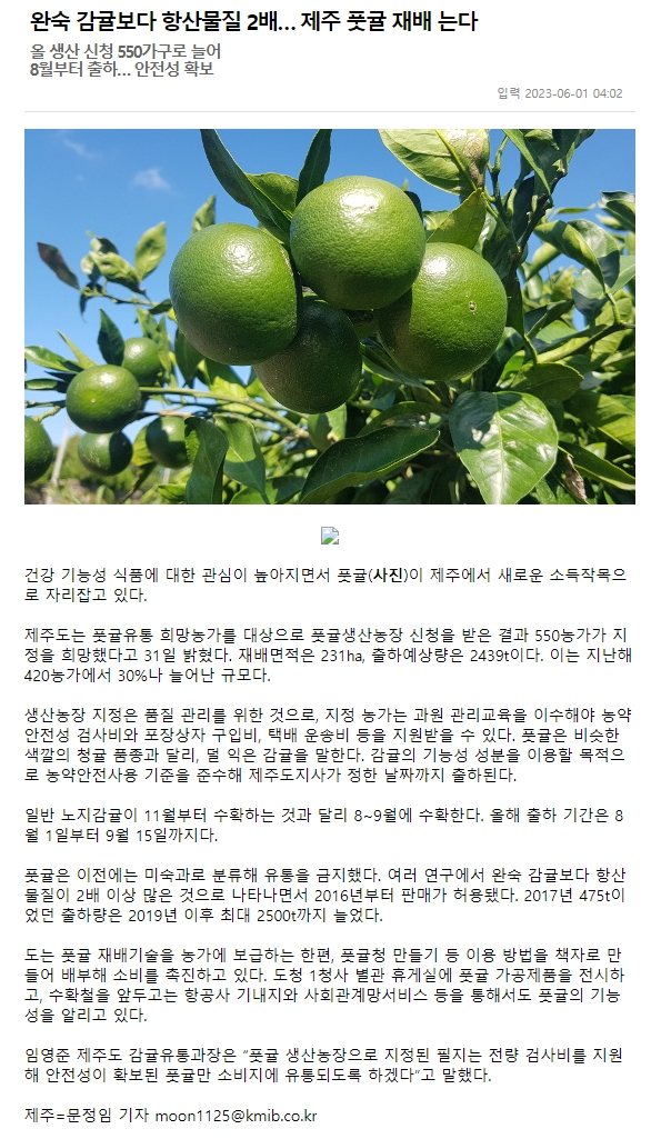완숙 감귤보다 항산물질 2배… 제주 풋귤 재배 는다