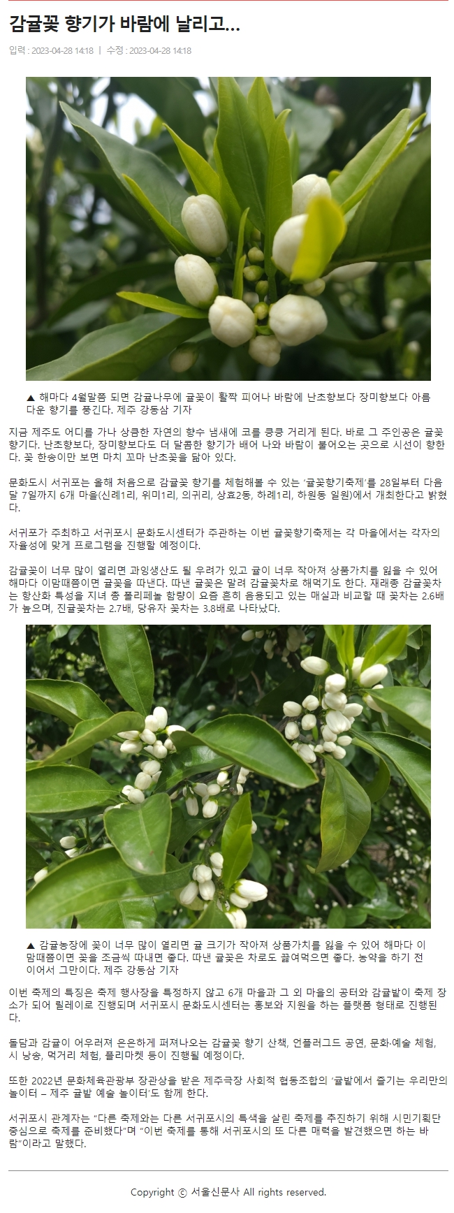 감귤꽃 향기가 바람에 날리고…
