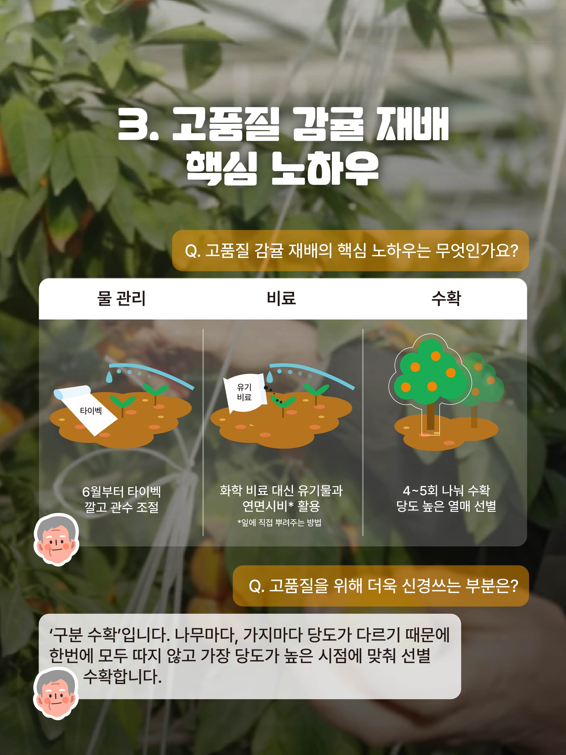 [강만희 명인]고품질 비가림온주로 완성한 명인의 길