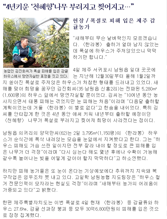 “4년키운 ‘천혜향’나무 부러지고 찢어지고…”