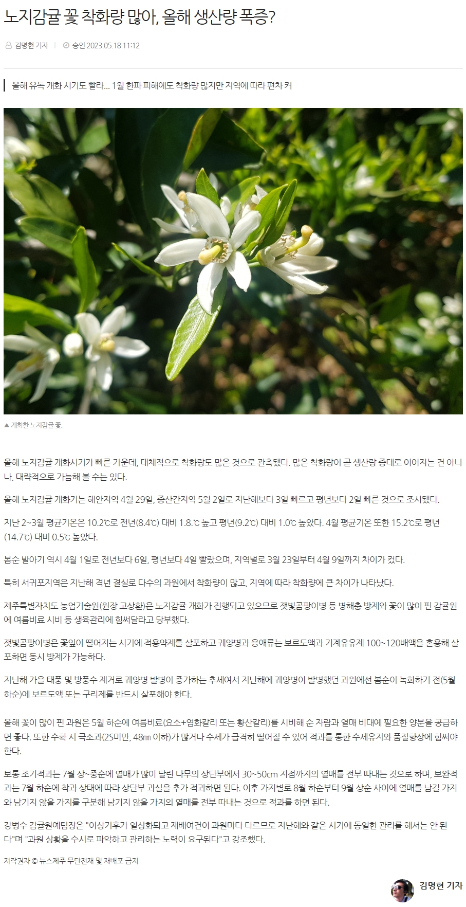 노지감귤 꽃 착화량 많아, 올해 생산량 폭증?