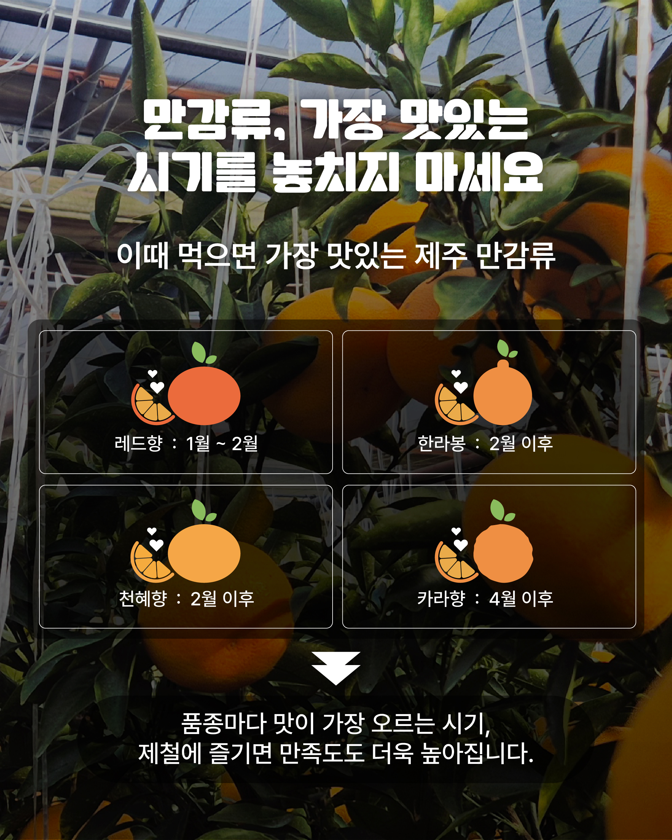 제주 만감류, 농축산물 할인지원으로 더 알뜰하게!