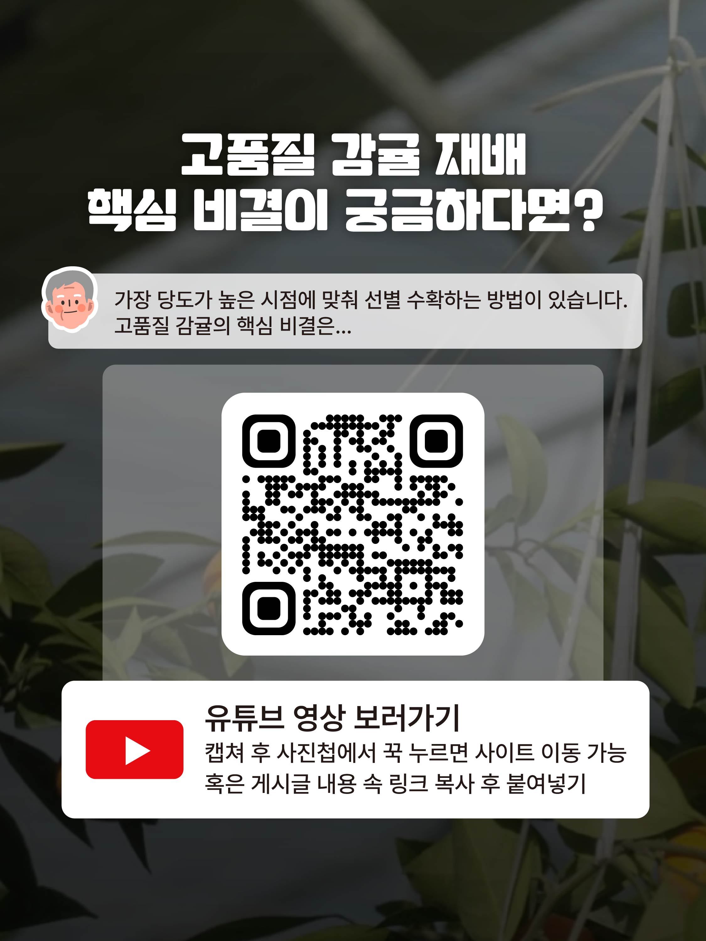 [강만희 명인]고품질 비가림온주로 완성한 명인의 길