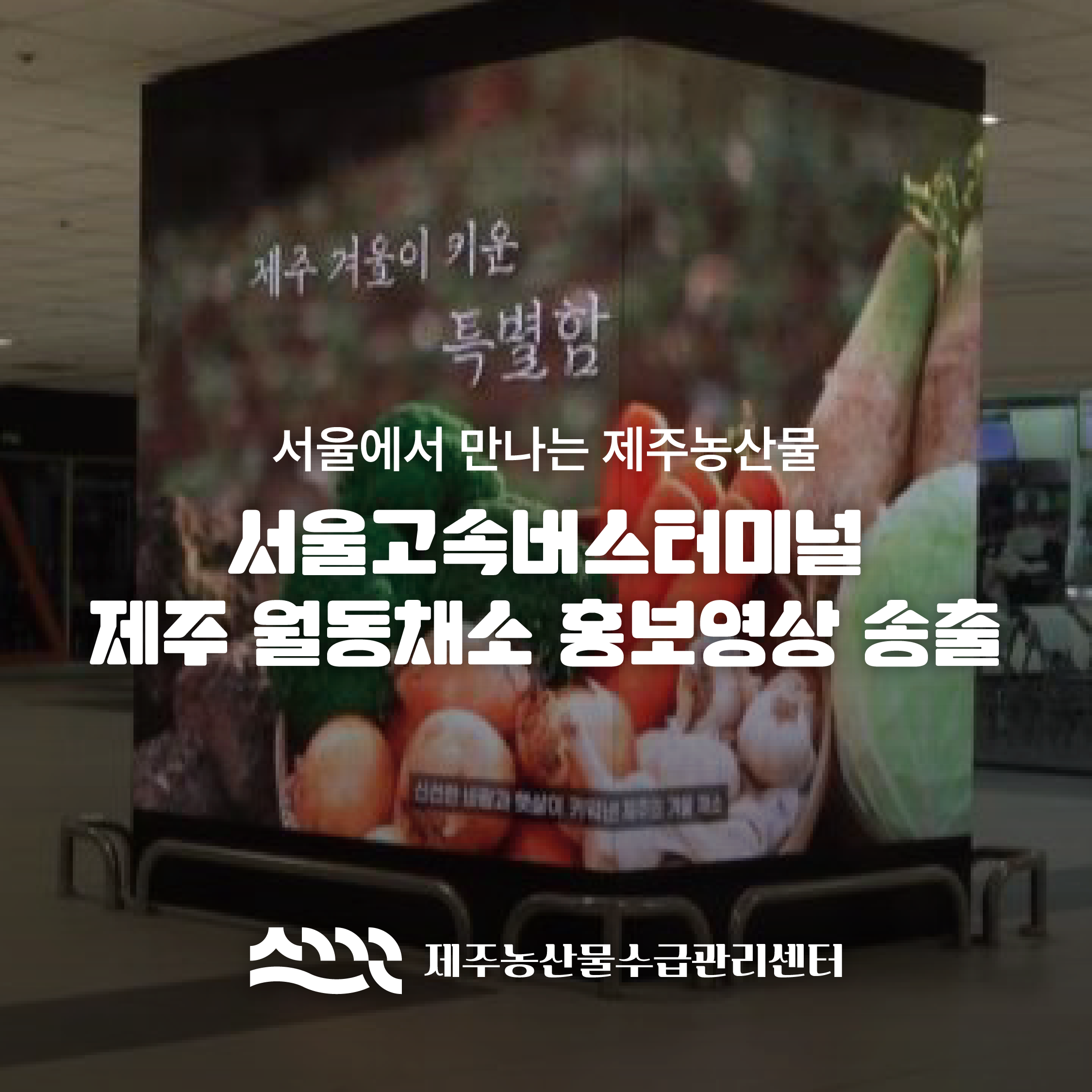서울고속버스터미널 제주 월동채소 홍보영상 송출