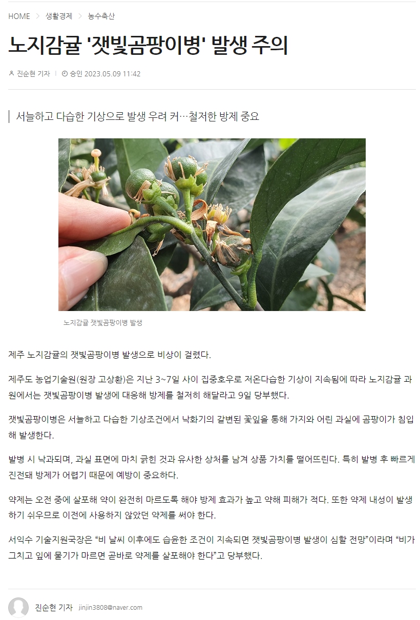 노지감귤 '잿빛곰팡이병' 발생 주의