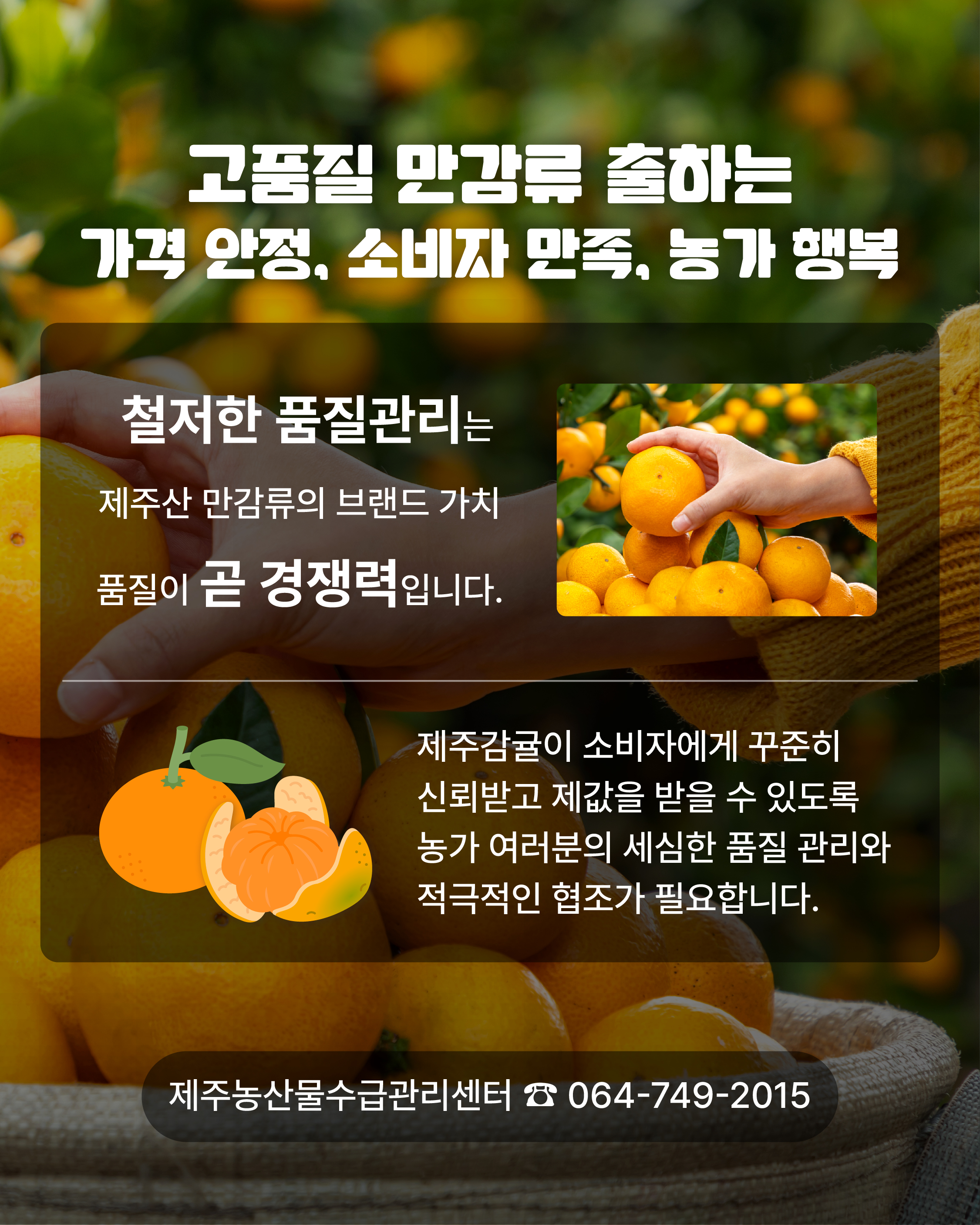 제주 만감류 품질관리 및 출하 기준 안내