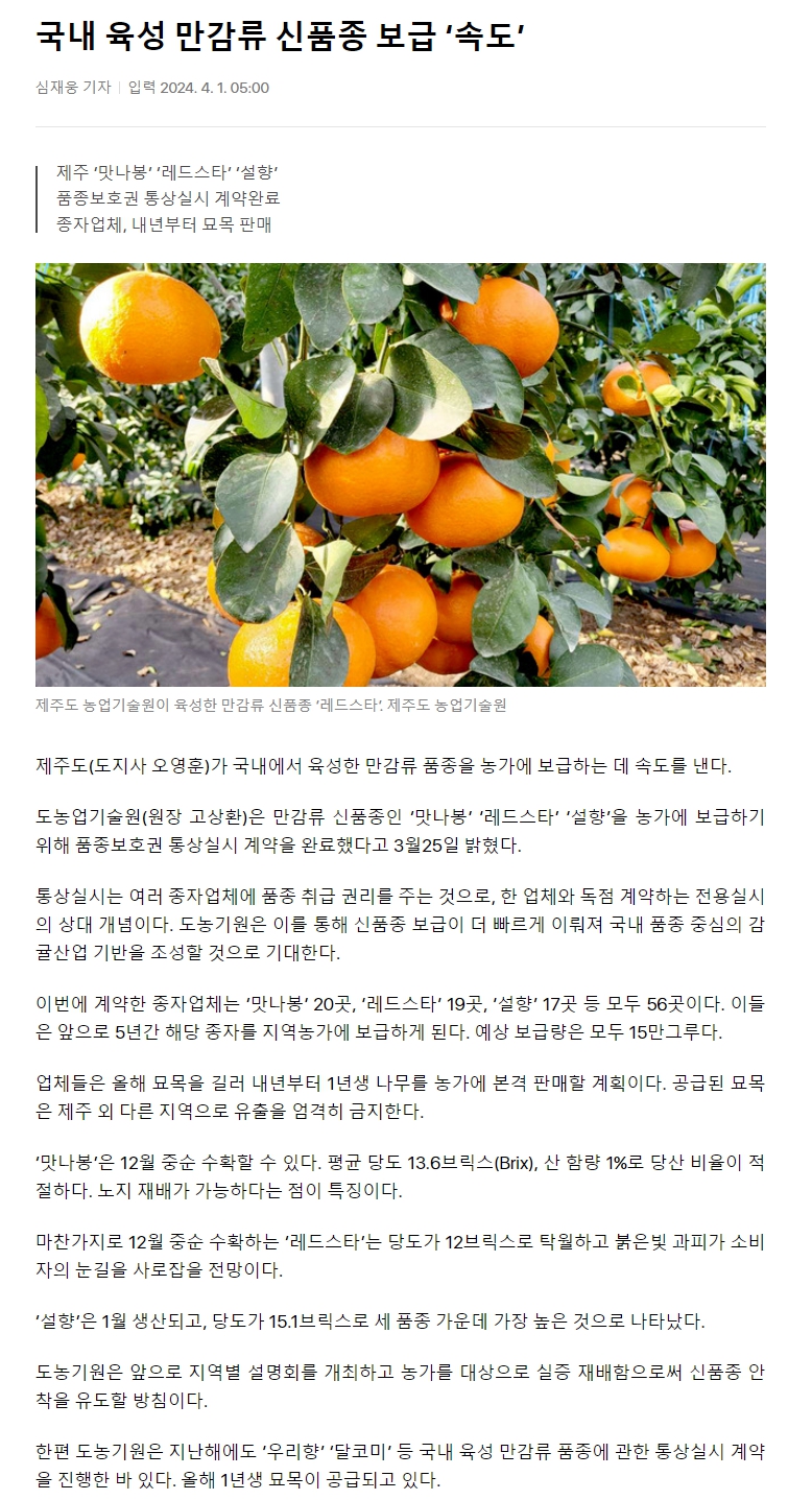 국내 육성 만감류 신품종 보급 ‘속도’