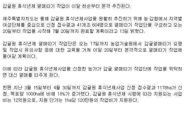 감귤원 휴식년제 열매따기 본격화