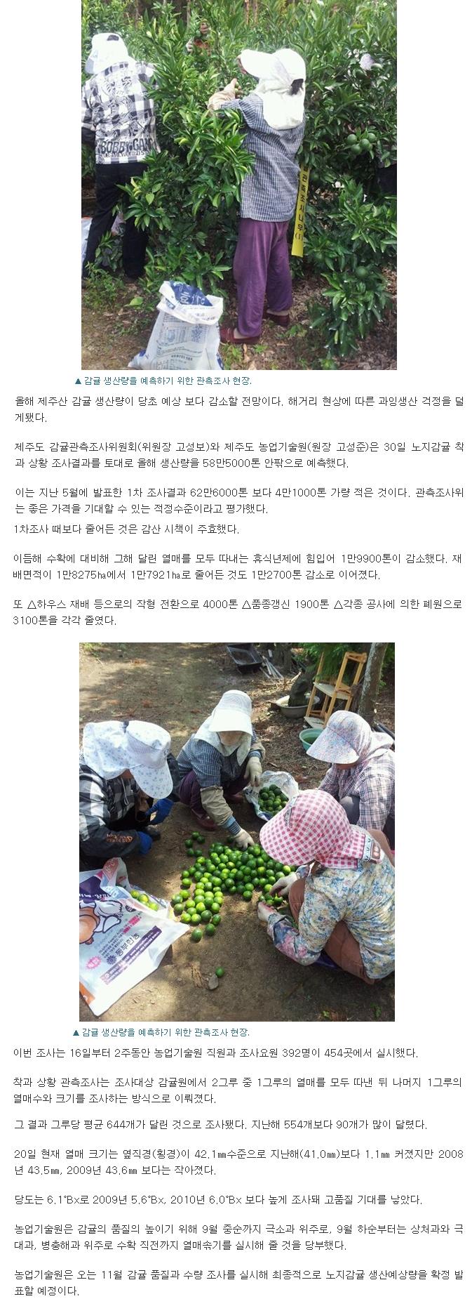 노지감귤 예상량 58만5000톤 
