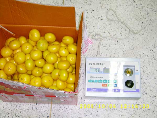 비상품감귤 적발