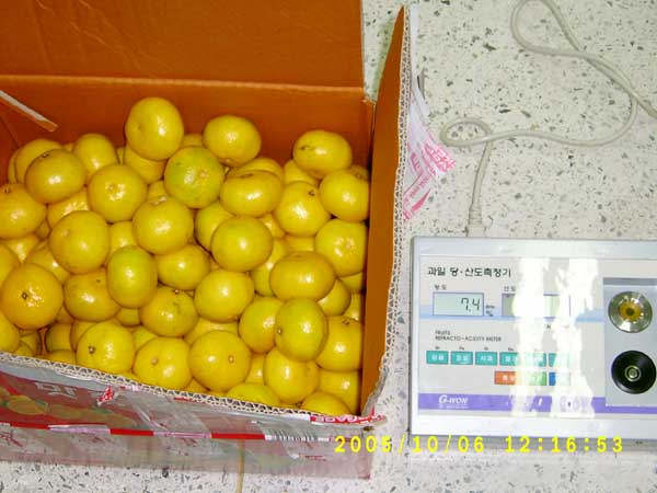 비상품감귤 적발