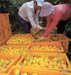 감귤 10년 구조조정 한계 … 가공식품 개발 한창