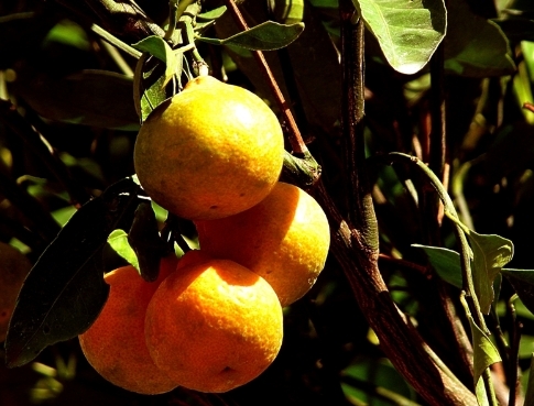 한반도 기온 급상승...2040년 서울 가로수는 감귤나무