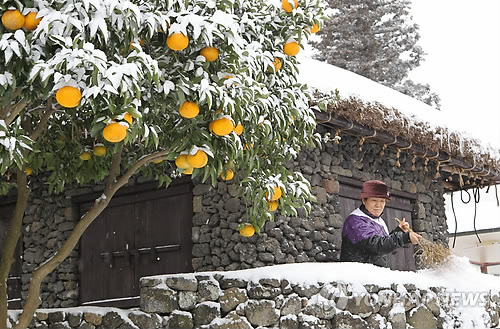 눈속에 묻힌 감귤 초가