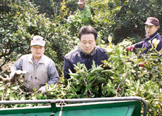 감귤원 간벌·산지유통센터 일손돕기…