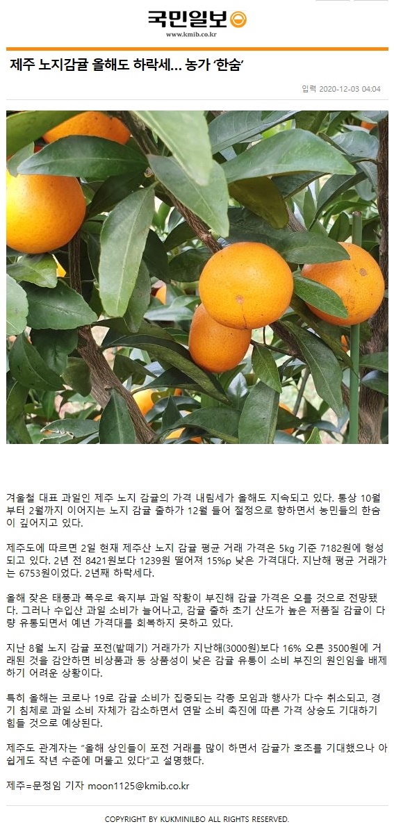 제주 노지감귤 올해도 하락세...농가