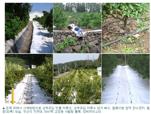 제주감귤 기상이변에 끄떡없고 소득은 3배 ‘Up↑’