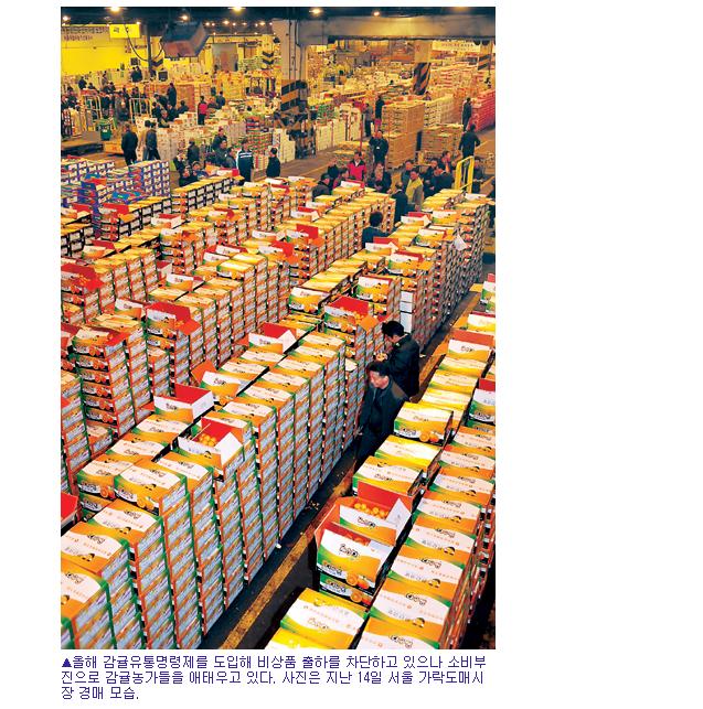대도시 감귤유통현장을 가다