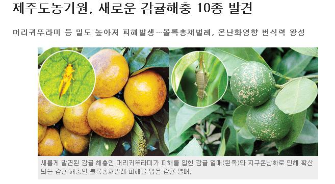 제주도농기원, 새로운 감귤해충 10종 발견
