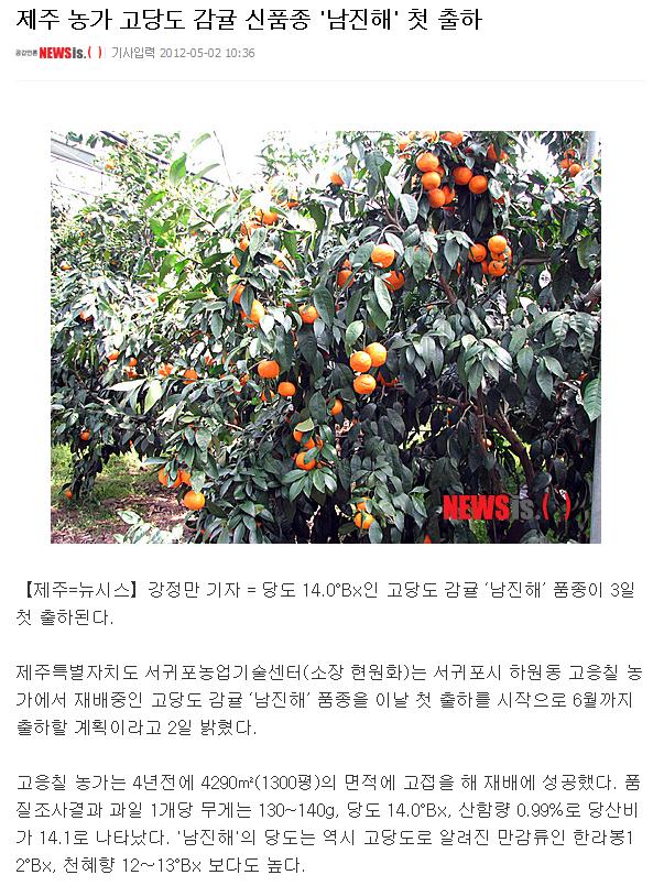 제주 농가 고당도 감귤 신품종 '남진해' 첫 출하