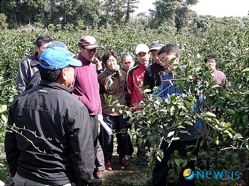 제주도 동부농기센터 성산 표선지역 감귤전정 교육