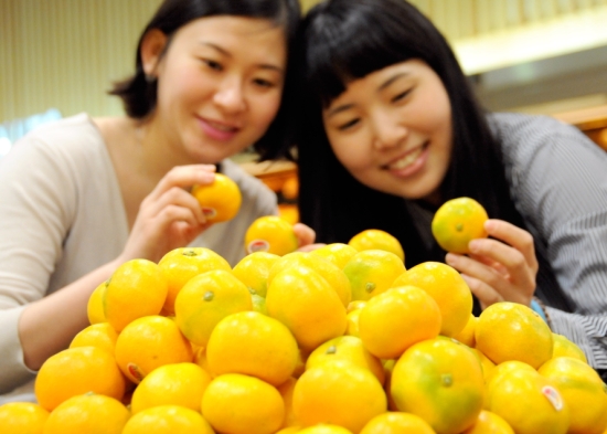 제주도 올해 첫 출하... ′하우스 감귤′