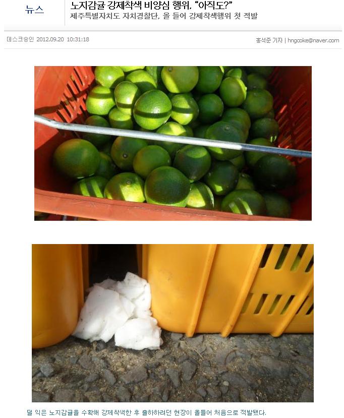 자치경찰단, 노지감귤 강제착색 비양심 행위, “아직도?”