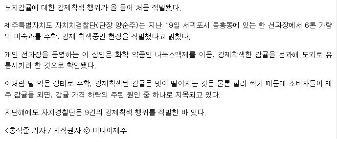 자치경찰단, 노지감귤 강제착색 비양심 행위, “아직도?”