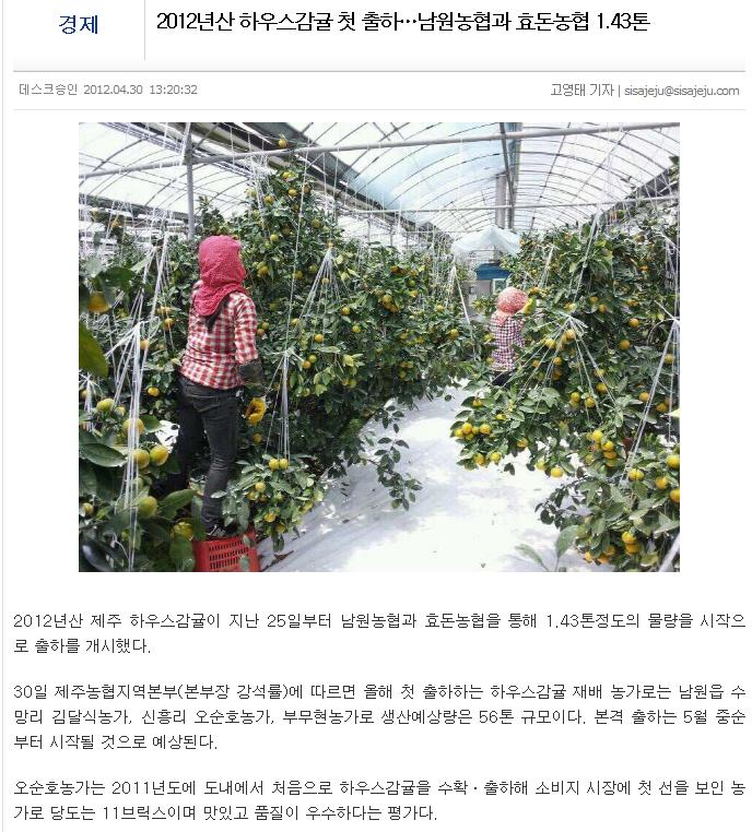 2012년산 하우스감귤 첫 출하…남원농협과 효돈농협